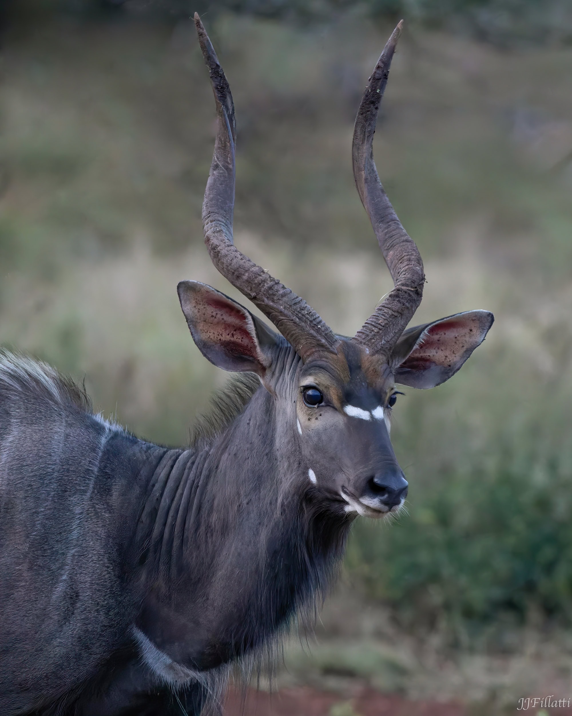 wildlife of Zimanga image 23